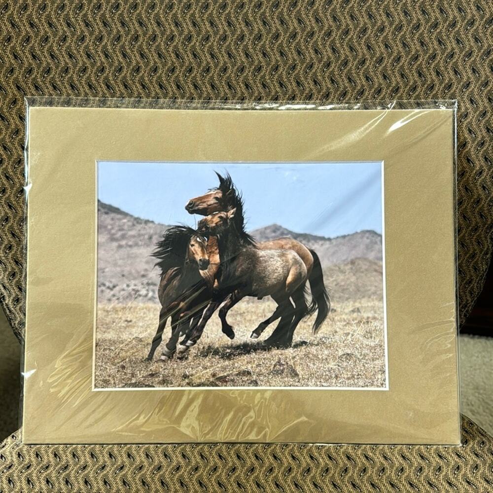 Spring Fever wild horses Fernley NV western southwestern wall decor photo 8x12